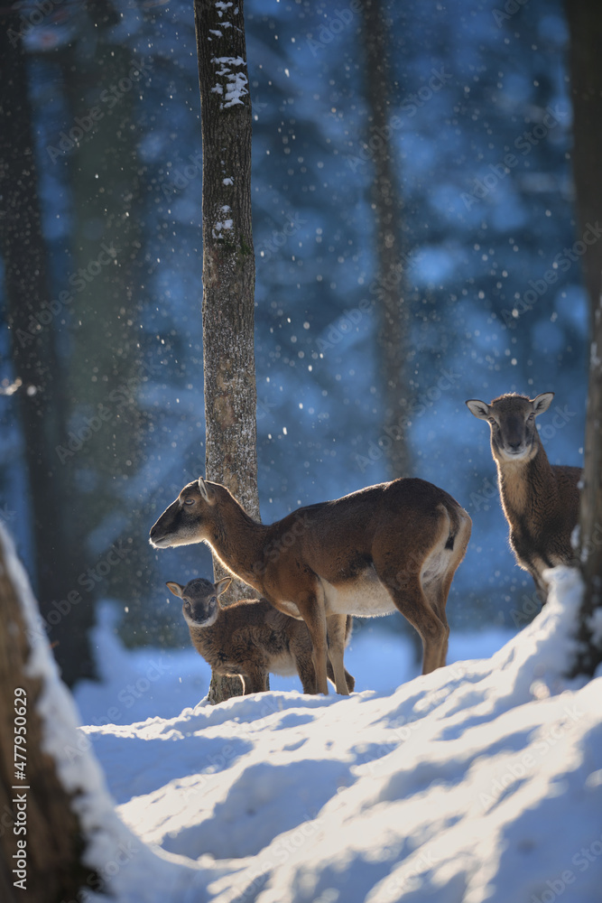 Naklejka premium Mouflon ewe and her cub in winter snowing forest