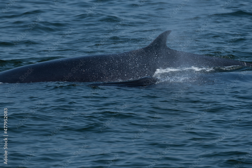 Fototapeta premium bryde's whale in gulf of thailand