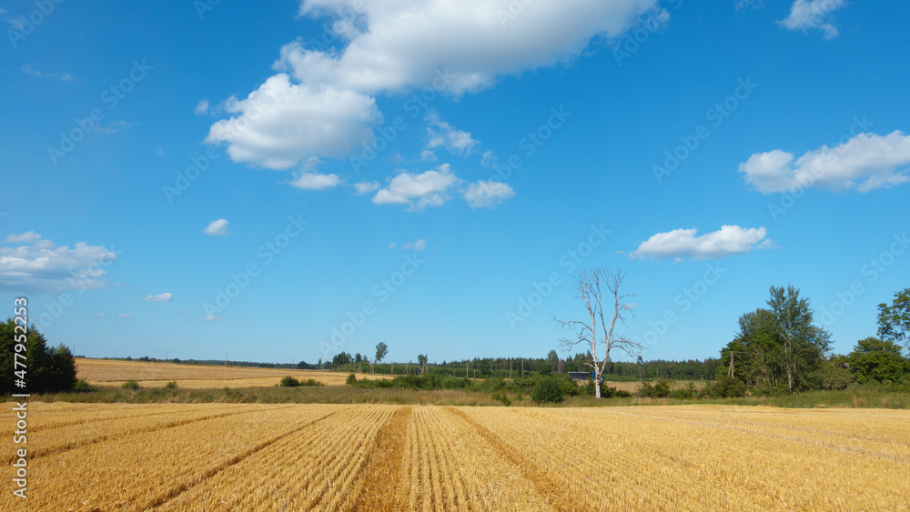 A large silhouette of a withered tree on a blue sky background in a rural area; foregrounded cereal field.