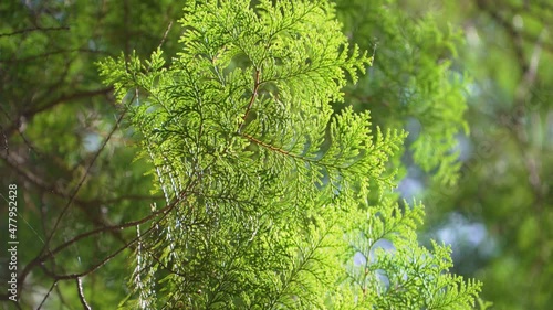 Hinoki cypress forest in the mountain photo