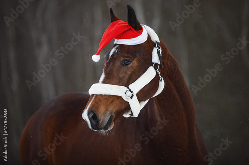 portrait of christmas hanoverian mare horse in red cap with fluffy halter in forest during snowfall in winter photo