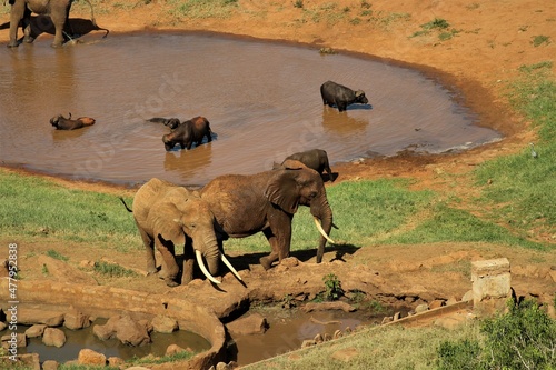 elephants © Pawel