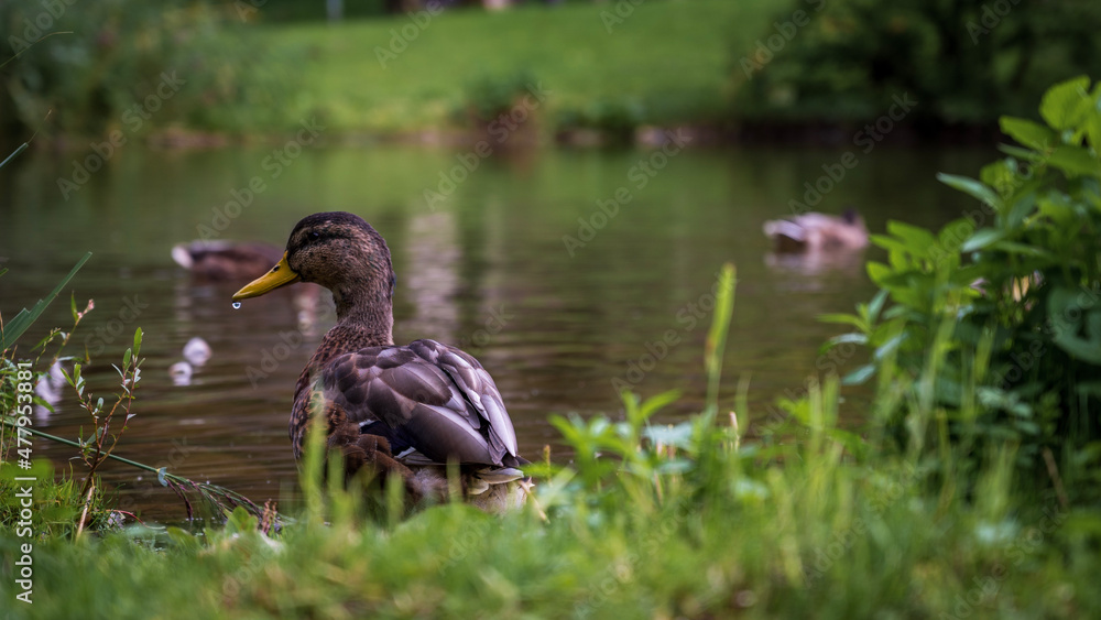 Obraz premium duck and ducklings