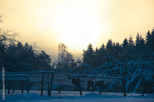 Early morning in Lithuanian woodland. Bright wintery sky, dark shadows in a meadow and forest. Spooky mood. Selective focus on the details, blurred background.