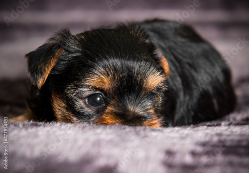 little puppy hides its nose Yorkshire terrier breed