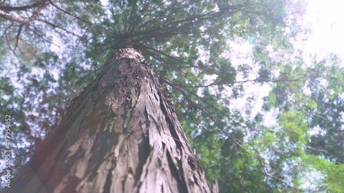 Hinoki cypress forest in the mountain photo