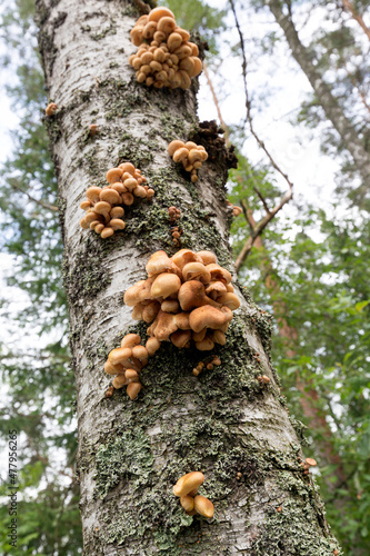 View of Flammulina velutipes mushrooms  known as velvet shank