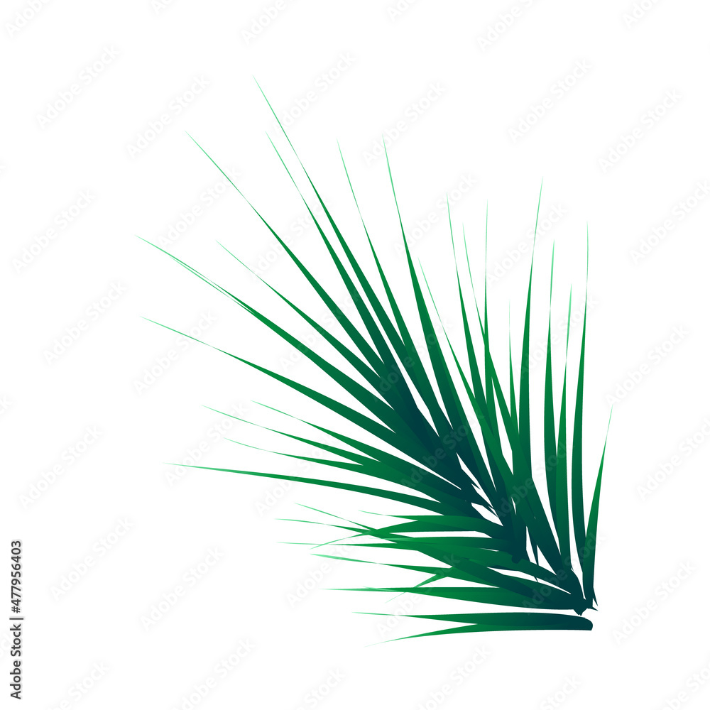 Fototapeta premium Green lush spruce branch. Fir branches. vector