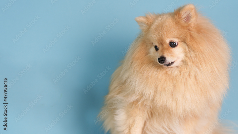 Portrait of beautiful cute Pomeranian Spitz dog, sad unhappy puppy looking side to the left with copy space and place for text on blue background. Lovely pet, small doggy. Portrait of beautiful cute Pomeranian Spitz dog, sad unhappy puppy looking side to the left with copy space and place for text on blue background. Lovely pet, small doggy.