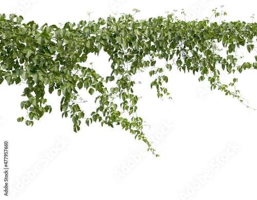 Plant tropical foliage vine,Ivy green hang isolated on white background.