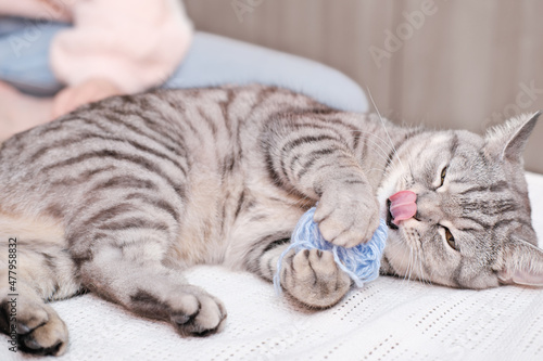funny tabby grey cat playing with ball of yarn and licking its face. playful cat indoors. animal friends.