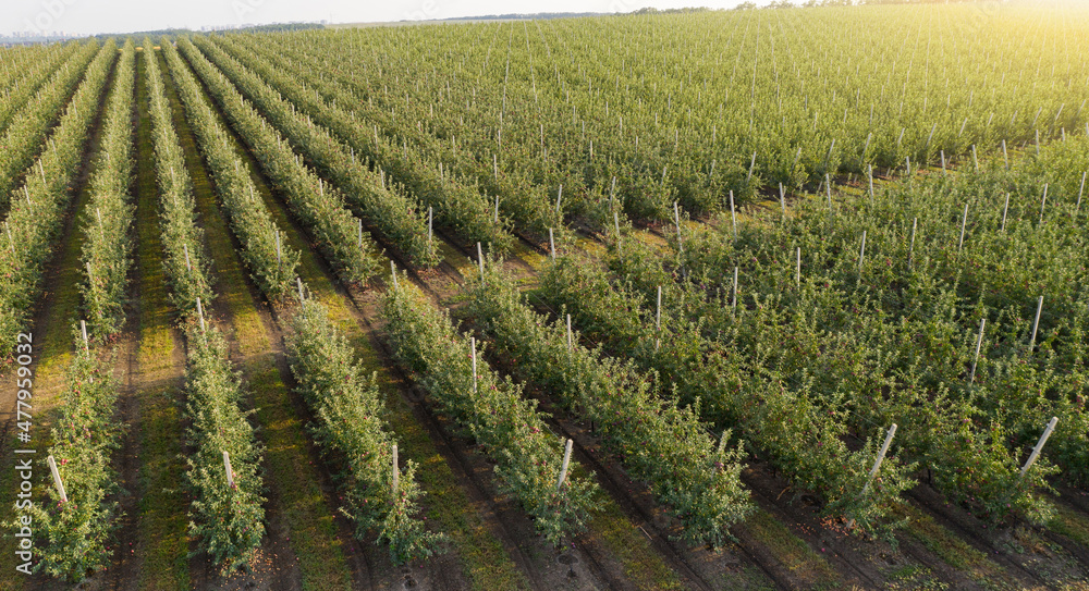 Fototapeta premium Aerial view of the apple orchard 
