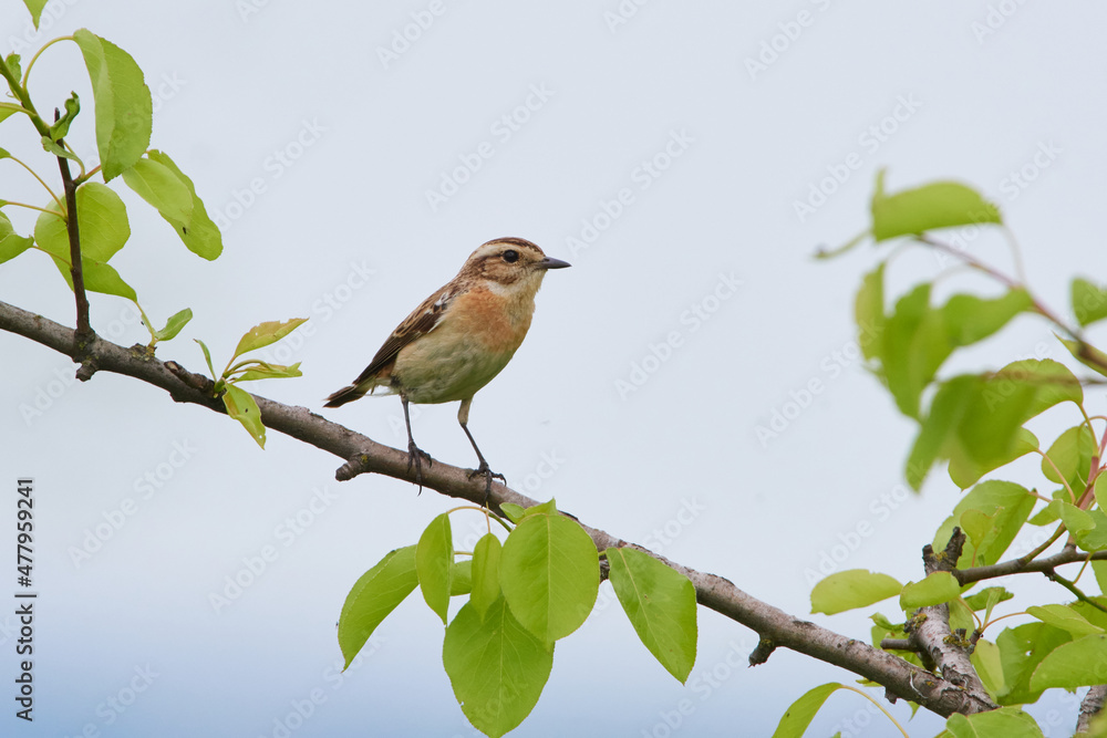 Braunkehlchen Weibchen	