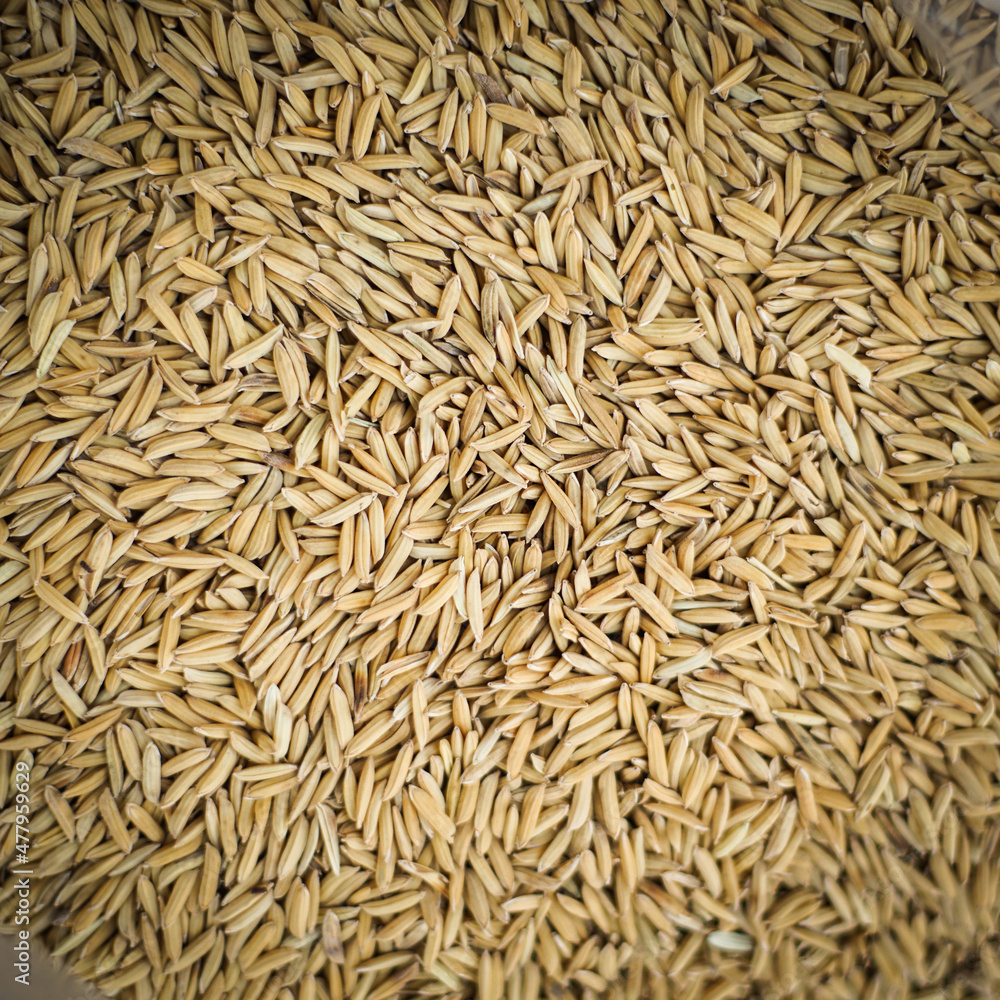 Paddy rice in plastic bag can be use as background Paddy rice in plastic bag can be use as background