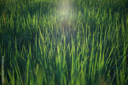 Natural green background of grassland with dewdrop, sunlight and bokeh