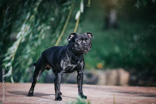 Staffordshire bull terrier dog photography outside.	 photo