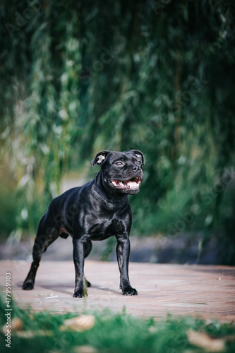 Staffordshire bull terrier dog photography outside. 