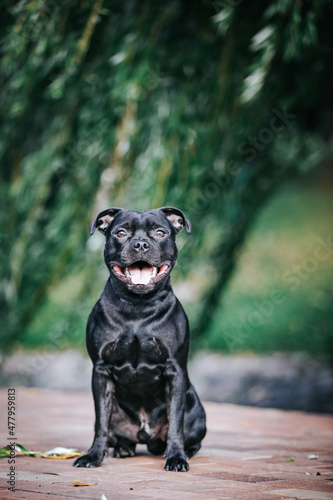 Staffordshire bull terrier dog photography outside. 