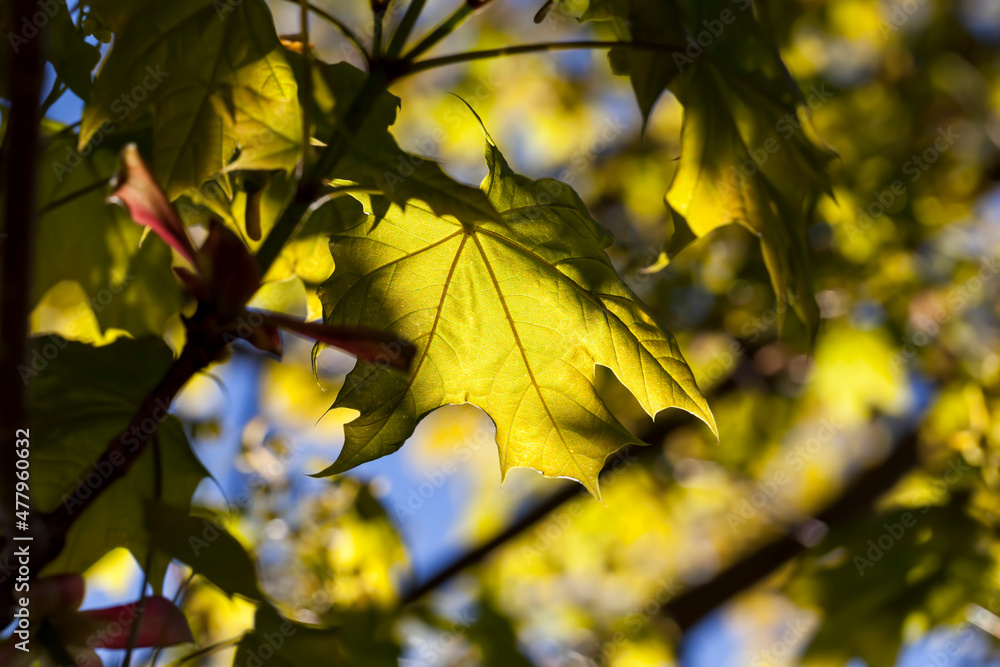Obraz premium young green maple foliage in spring