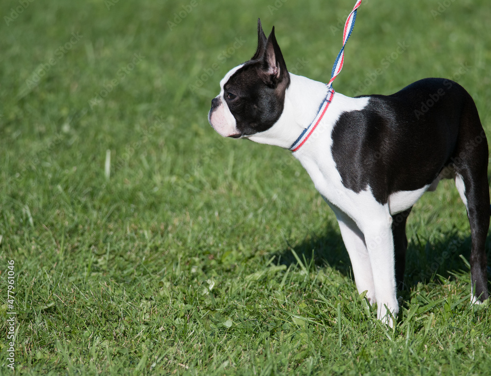 Boston Terrier standing in profile on a field of grass