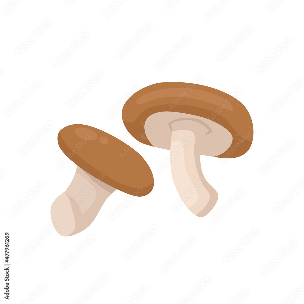 Flat vector of Shiitake mushroom isolated on white background. Flat illustration graphic icon