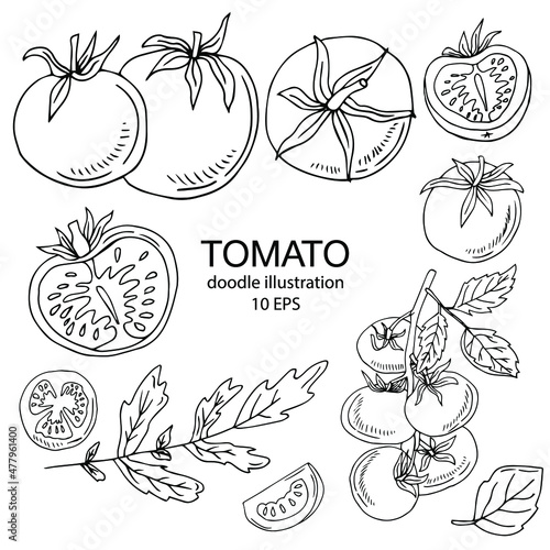 Tomato. Vector illustration. Isolated object on white. Hand-drawn style.