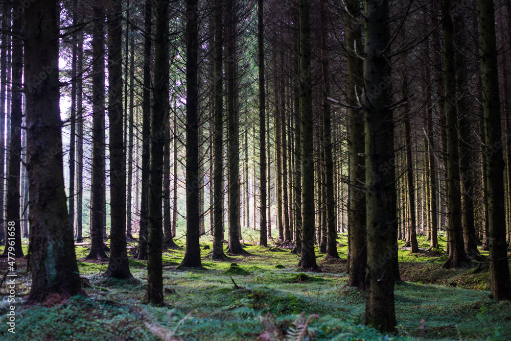 Fototapeta premium forest in the morning