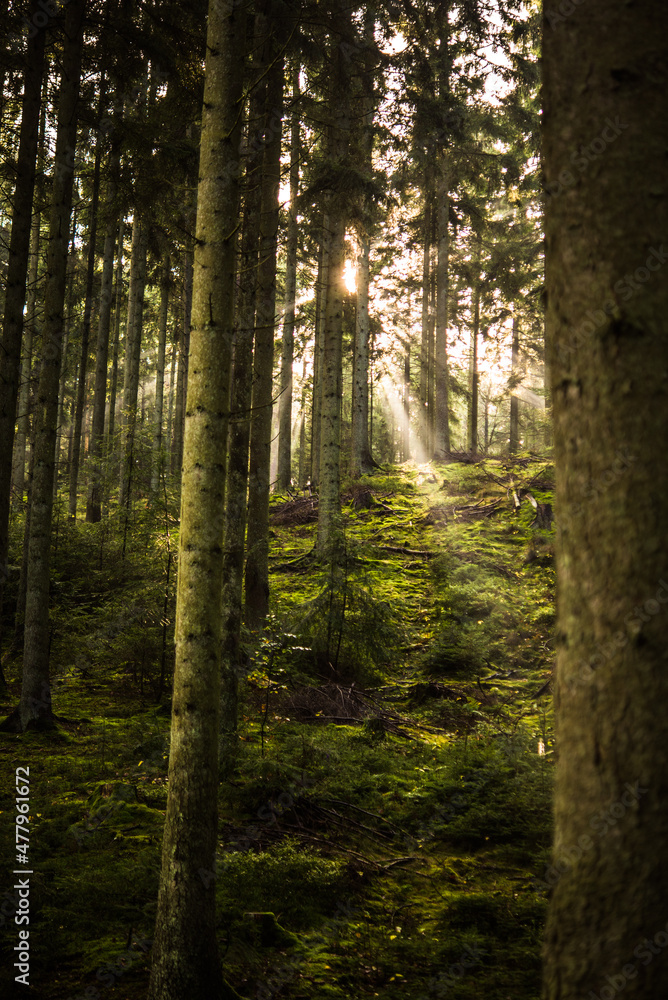 Obraz premium morning in the forest