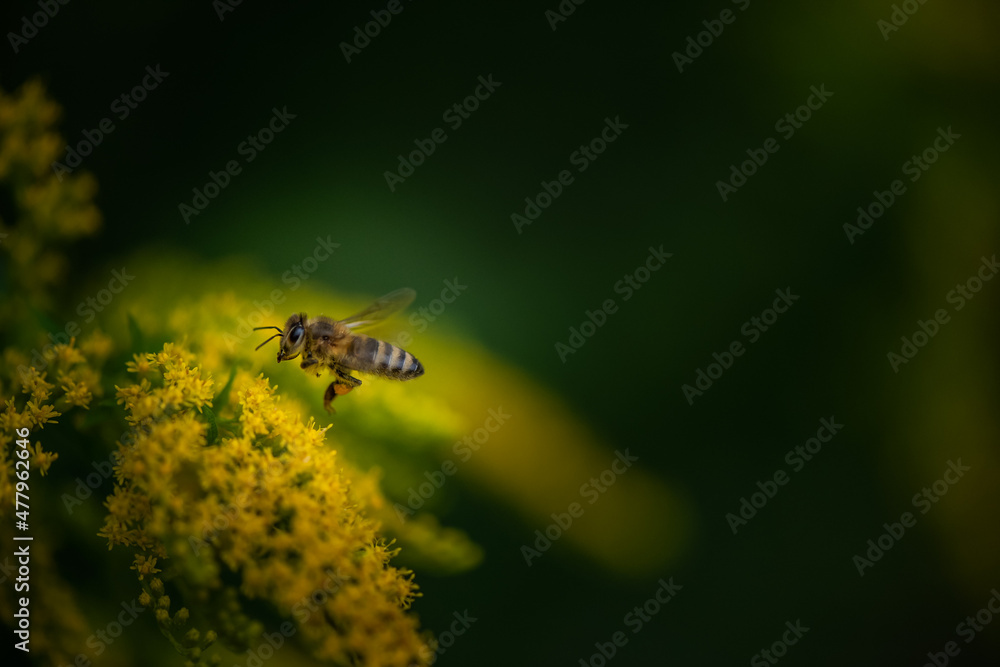 Naklejka premium bee on a flower