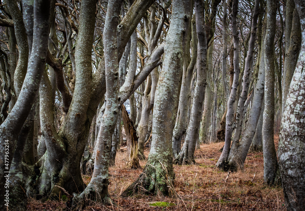trees in the forest trees in the forest