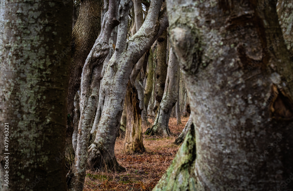 trees in the wood