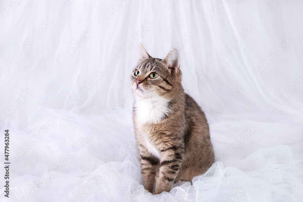 Cat on a white background. Tiger kitten posing at camera. Portrait of a cat. Kitten with green eyes. Pets. home care .Place for text. Horizontal image. Front view