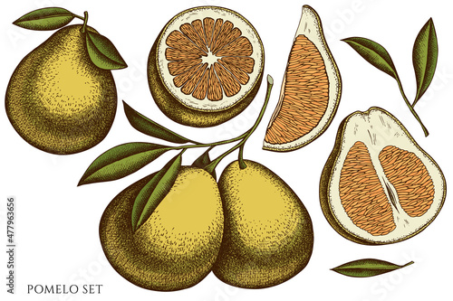 Citrus hand drawn vector illustrations collection. Colored pomelo.