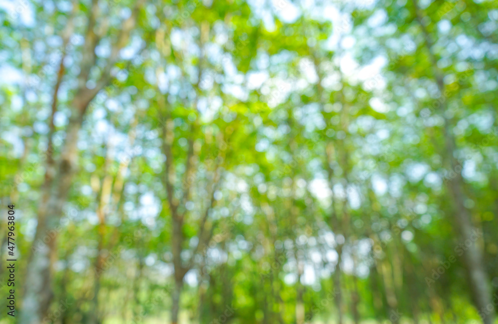 Natural green bokeh from tree forest abstract background Natural green bokeh from tree forest abstract background