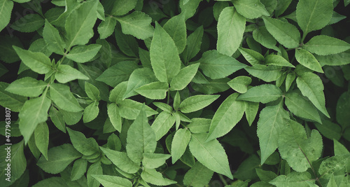 Natural background of green leaves with vintage filter © tendo23