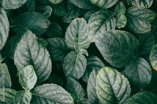 Natural background of green leaves with vintage filter