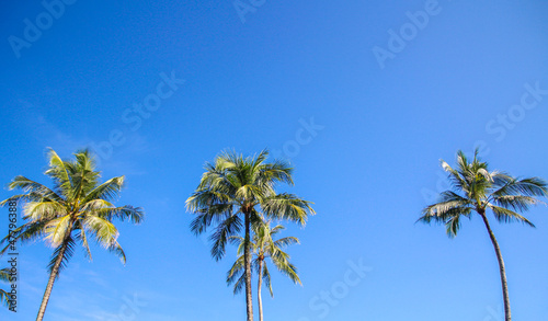 Coconut tree across blue sky background