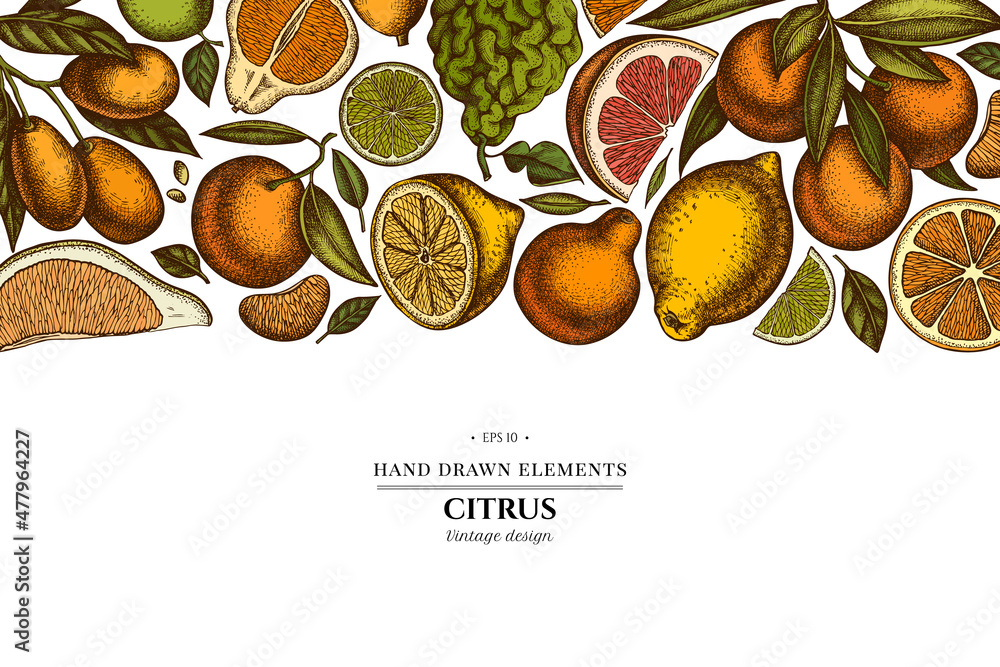 Citrus hand drawn illustration design. Background with retro kumquat, lemon, tangelo, grapefruit, orange, lime, mandarin, pomelo, bergamot. Citrus hand drawn illustration design. Background with retro kumquat, lemon, tangelo, grapefruit, orange, lime, mandarin, pomelo, bergamot.
