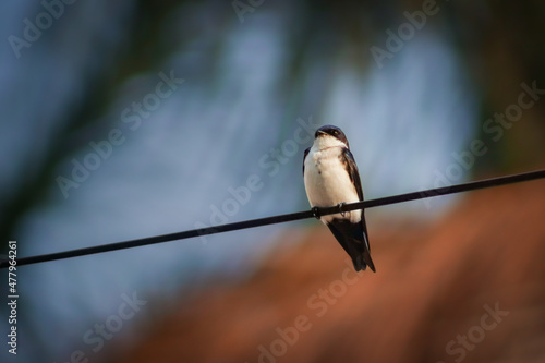 Blue-and-white Swallow © micsmt