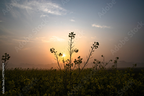 Dewdrops-wet yellow mustard flowers in the field with Winter Morning foggy Golden Sunrise view