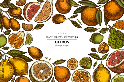 Citrus hand drawn illustration design. Background with retro kumquat  lemon  tangelo  grapefruit  orange  lime  mandarin  pomelo  bergamot.