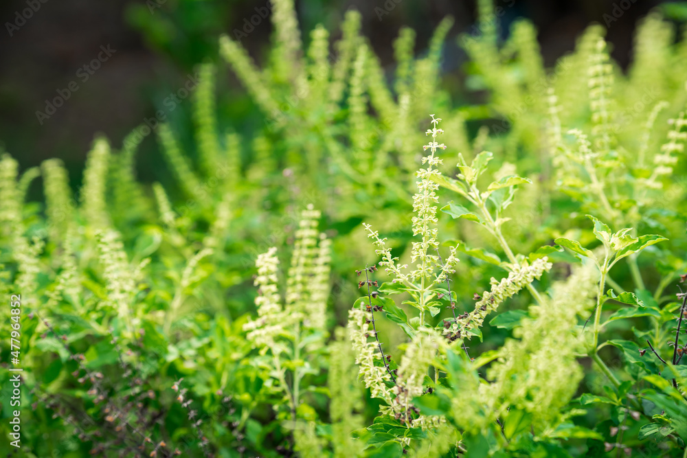 Tops of sweet basil, green leafy herbs, spicy vegetables can be used for cooking. Tops of sweet basil, green leafy herbs, spicy vegetables can be used for cooking.