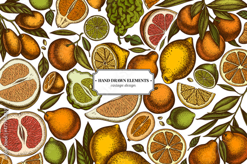 Citrus hand drawn illustration design. Background with retro kumquat, lemon, tangelo, grapefruit, orange, lime, mandarin, pomelo, bergamot.
