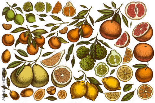 Citrus hand drawn vector illustrations collection. Colored kumquat, lemon, tangelo, grapefruit, orange, lime, mandarin, pomelo, bergamot.
