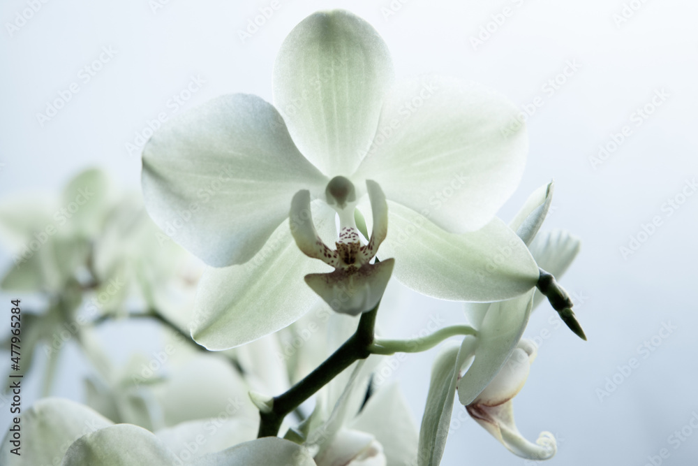 Naklejka premium Beautiful white orchid on blurred background, close-up. Bloom phalaenopsis orchid for publication, design, poster, calendar, post, screensaver, wallpaper, postcard, card, banner, cover, website