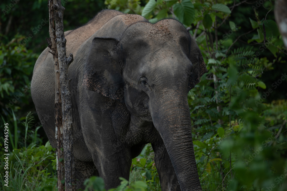 Fototapeta premium elephants in the forest