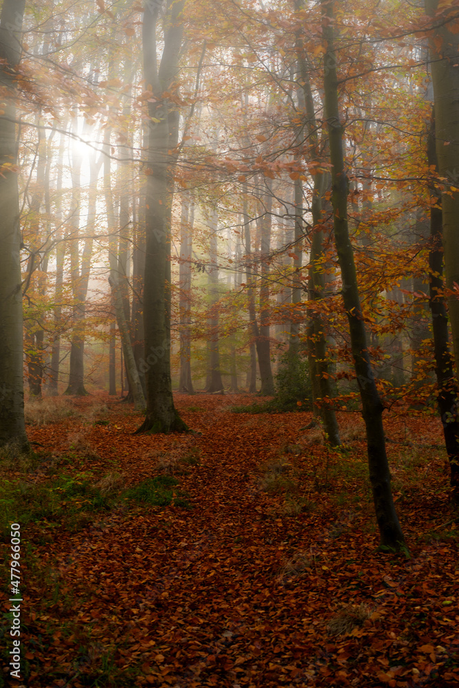 Obraz premium Nebel im Wald 2