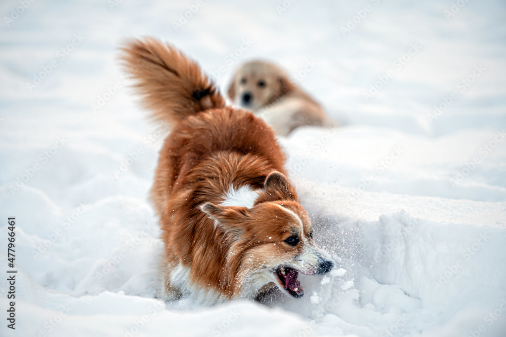 a golden retriever and a welsh corgi play in the white snow
