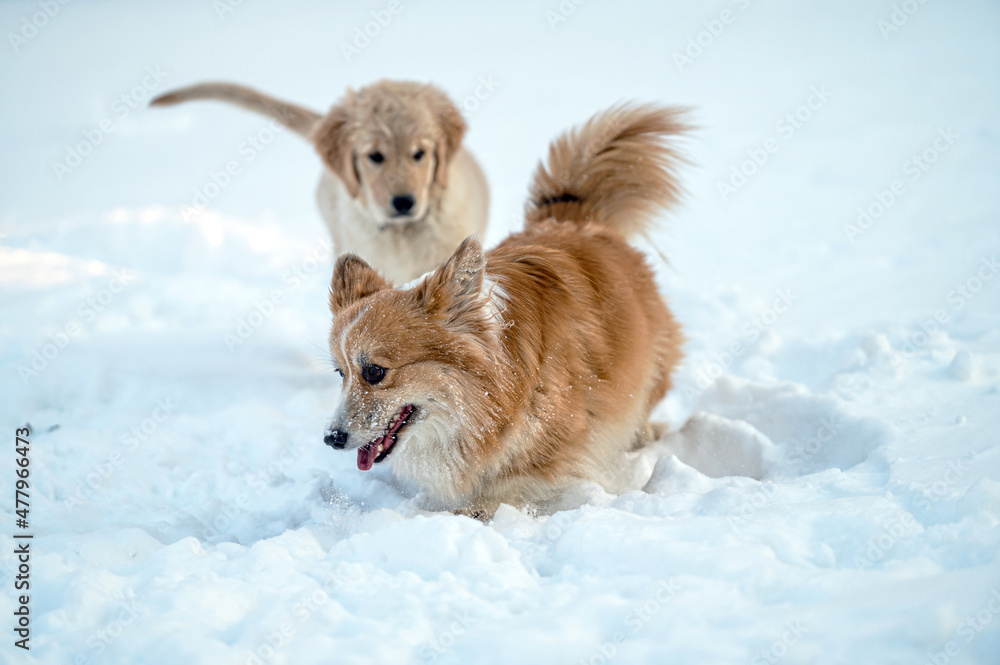 a golden retriever and a welsh corgi play in the white snow a golden retriever and a welsh corgi play in the white snow