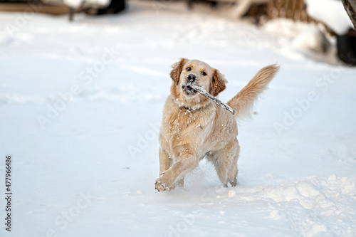 Fototapeta Naklejka Na Ścianę i Meble -  small golden retriever puppy playing in the snow